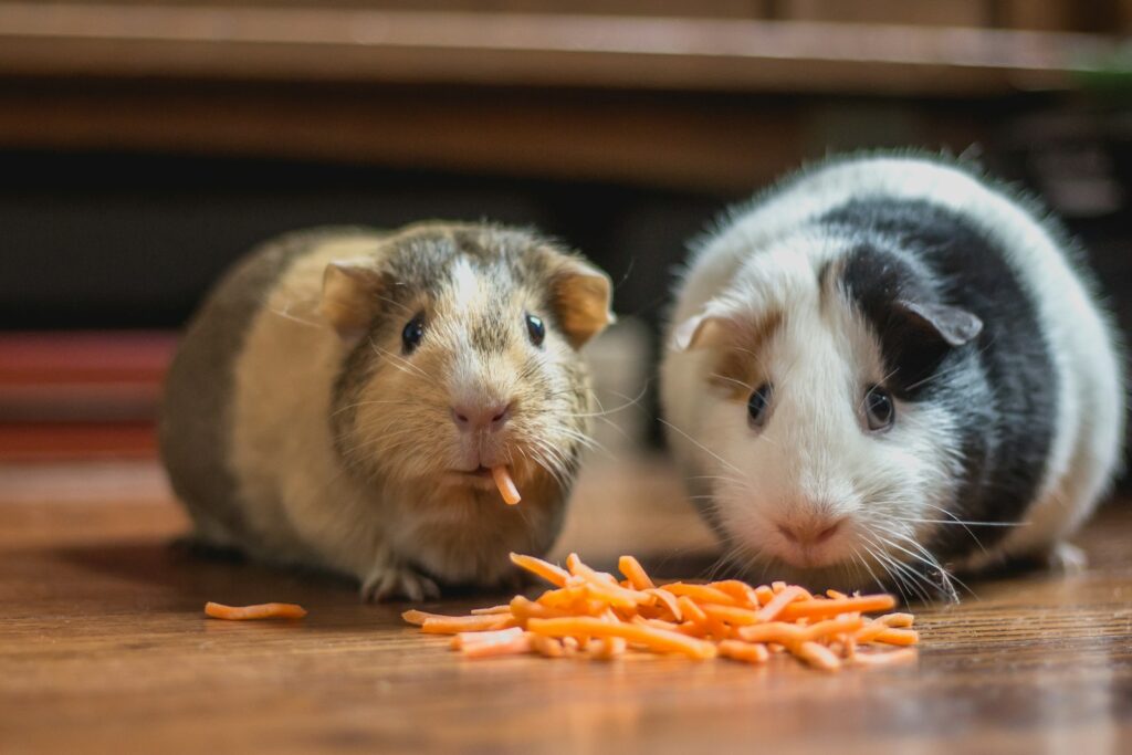 Zwei Meerschweinchen beschnuppern sich beim ersten Treffen: Meerschweinchen vergesellschaften