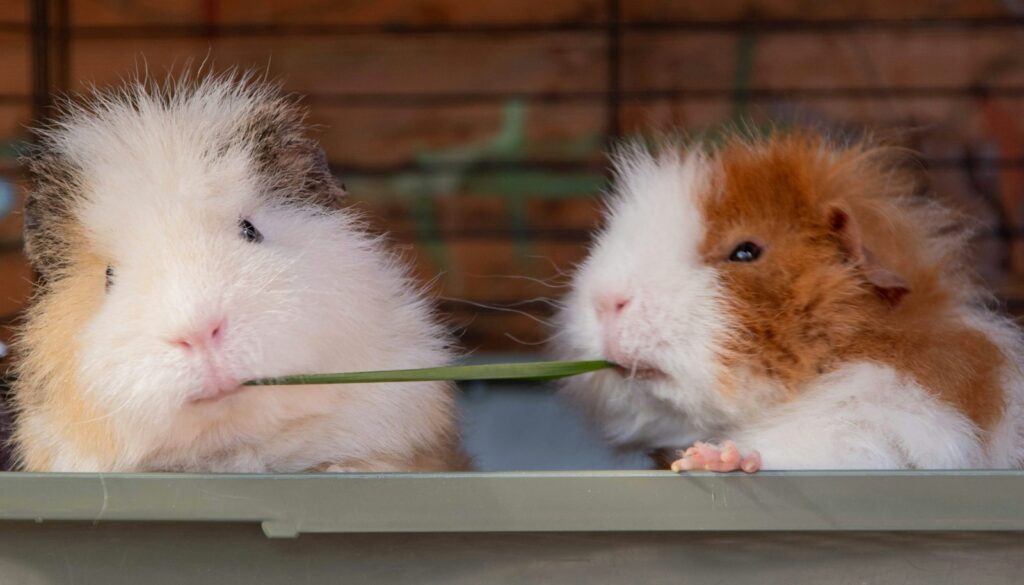 Mehrere Meerschweinchen fressen nach der Vergesellschaftung friedlich nebeneinander