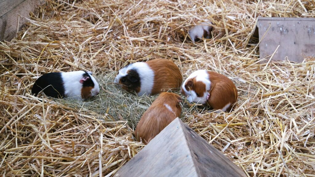 Meerschweinchen vergesellschaften auf neutraler Fläche mit Heu und Verstecken