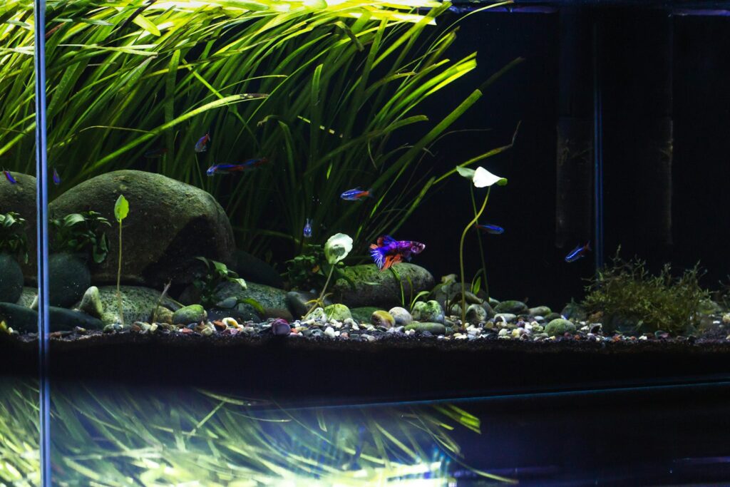 Kleines bepflanztes Nano-Aquarium mit Zwerggarnelen