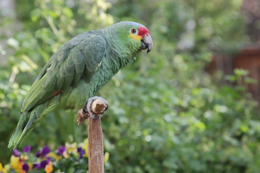 Amazone frisst ein Stück Obst aus der Kralle