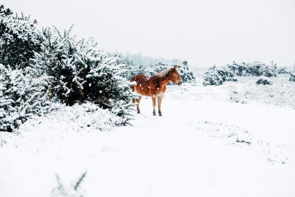 Eingedecktes Pferd auf verschneiter Weide, Thema Pferd eindecken im Winter