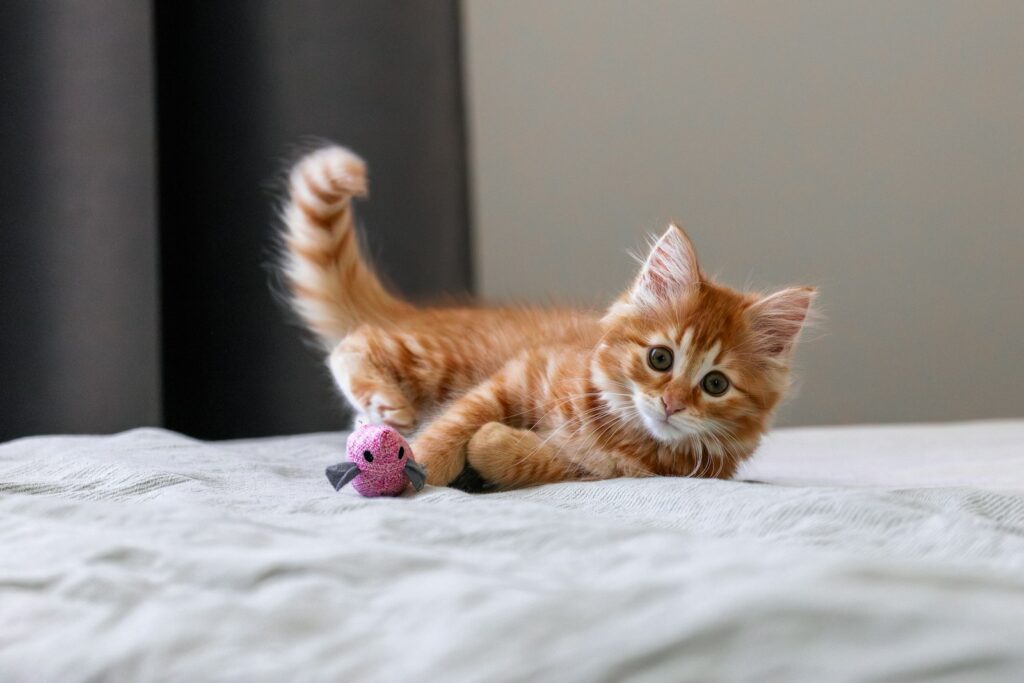 Kitten spielt mit einer Spielmaus: Wann ist eine Katze ausgewachsen, fragen sich viele Halter in dieser Phase
