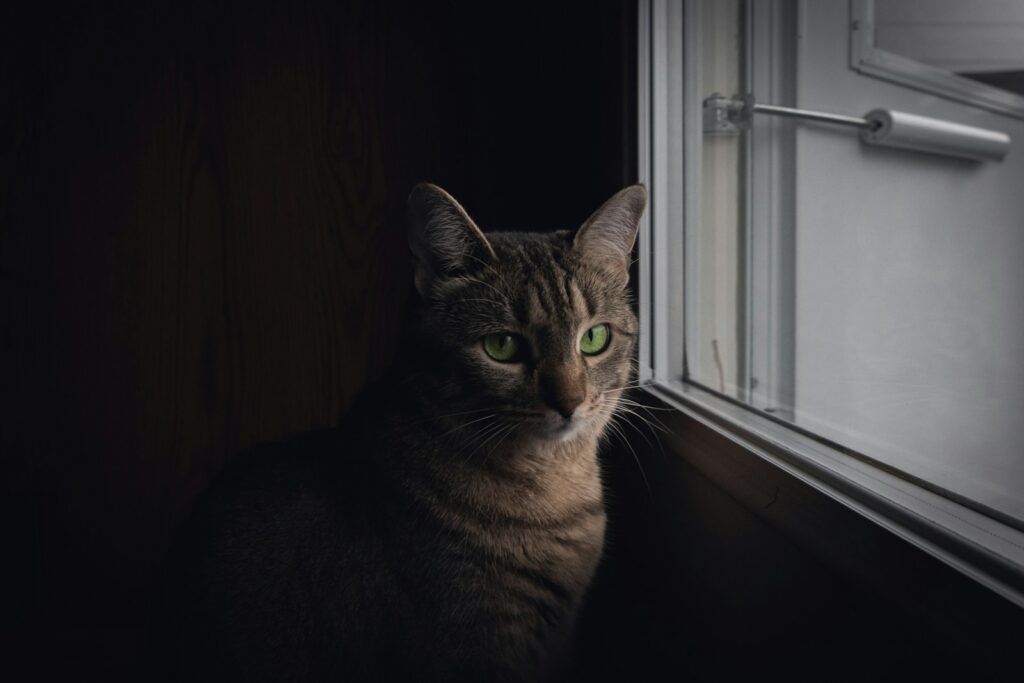 Junge Katze am Fenster: Wann ist eine Katze ausgewachsen, hängt von Rasse und Geschlecht ab