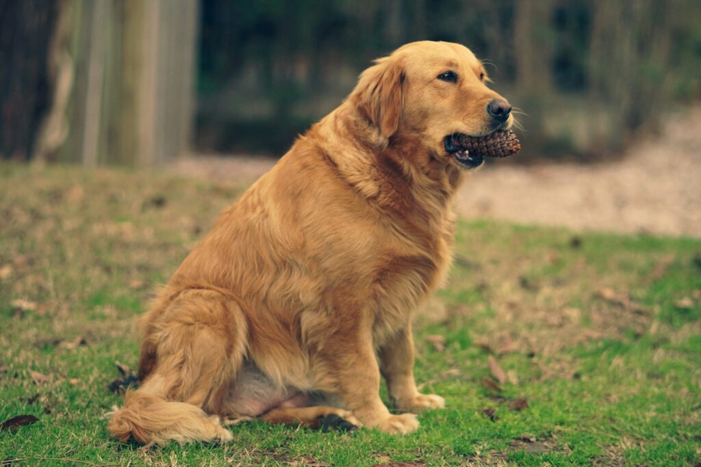 Hund rupft Halme auf der Wiese, warum essen Hunde Gras