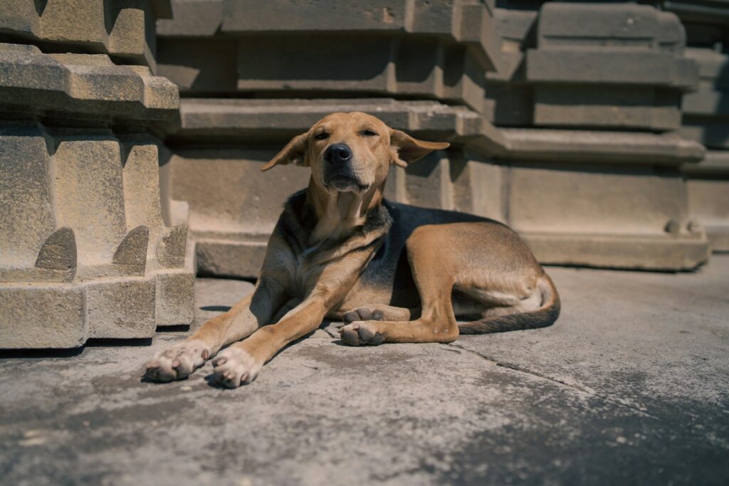 Hund liegt im Schatten, warum hecheln Hunde zur Abkühlung