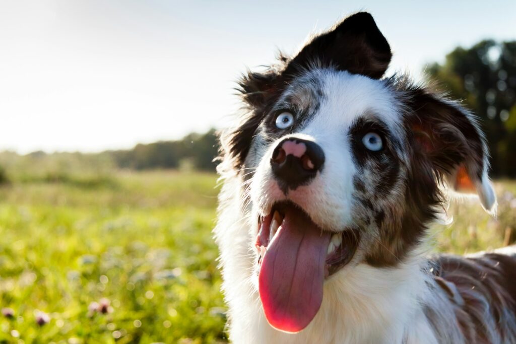 Hund mit heraushängender Zunge, warum hecheln Hunde bei Wärme