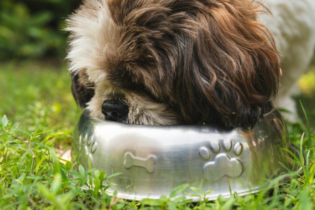 Hund trinkt Wasser an einem heißen Tag gegen starkes Hecheln