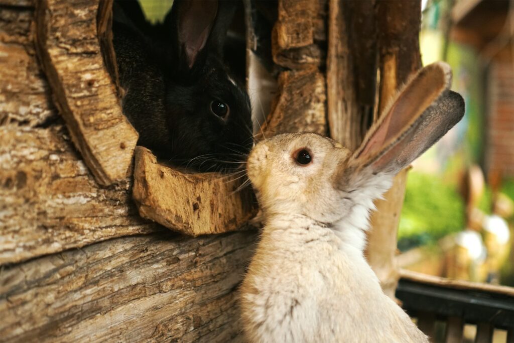 Was dürfen Kaninchen fressen: Kaninchen frisst Heu als Grundfutter