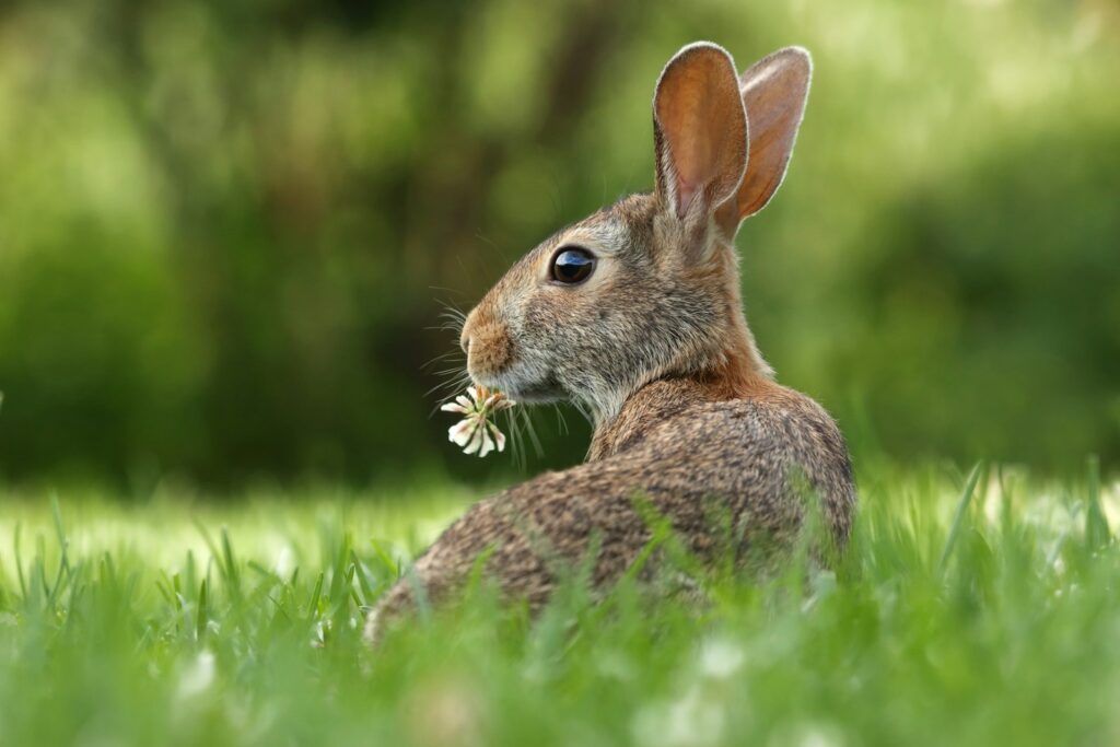 Was dürfen Kaninchen fressen: Kaninchen frisst frischen Löwenzahn