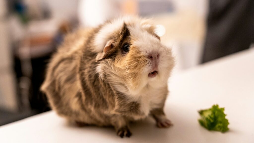 Was dürfen Meerschweinchen nicht essen: Meerschweinchen knabbert an frischem Gemüse