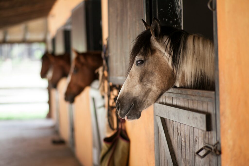 Was kostet ein Pferd im Monat: Stallgasse mit Pferdeboxen in einem Pensionsstall