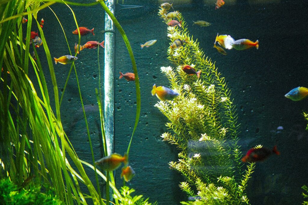 Wasserwerte im Aquarium prüfen: Wassertest mit Messröhrchen neben einem Aquarium