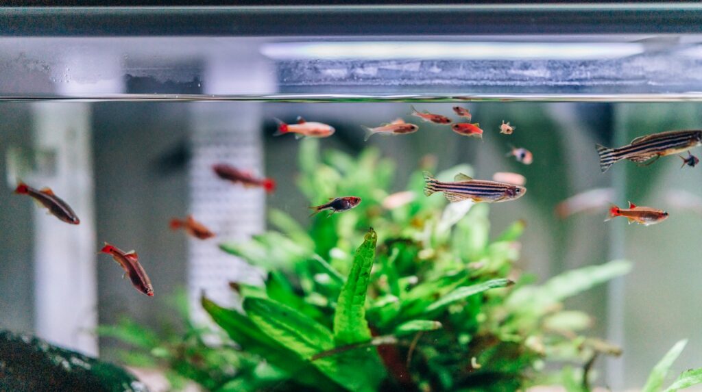 Bepflanztes Aquarium mit stabilen Wasserwerten