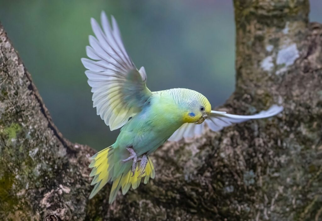 Wellensittich im Freiflug mit ausgebreiteten Flügeln
