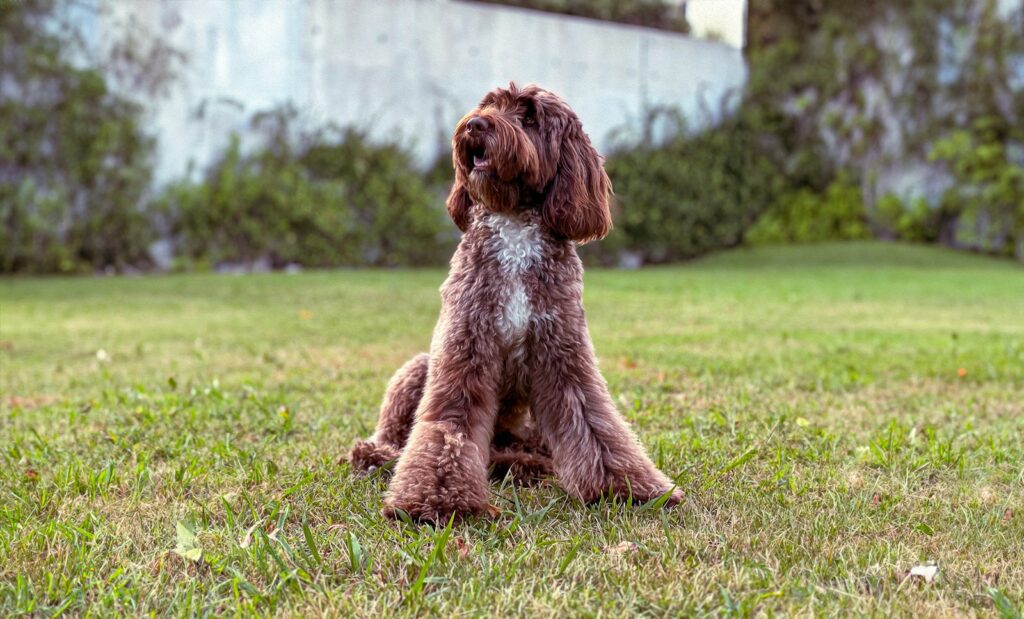 Junger Hund sitzt auf dem Rasen, damit der Welpe stubenrein wird