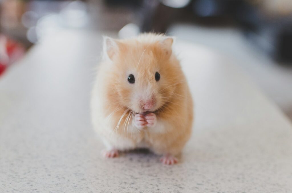 Wie alt werden Hamster je nach Art: kleiner Zwerghamster auf Einstreu