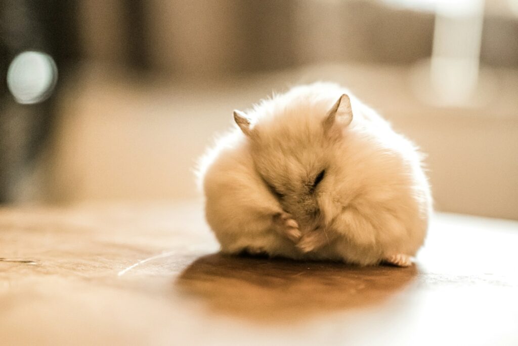 Hamster ruht zusammengerollt: Lebenserwartung und Seniorenpflege