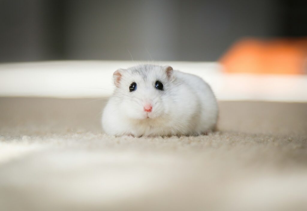 Wie alt werden Hamster: Zwerghamster schaut neugierig in die Kamera
