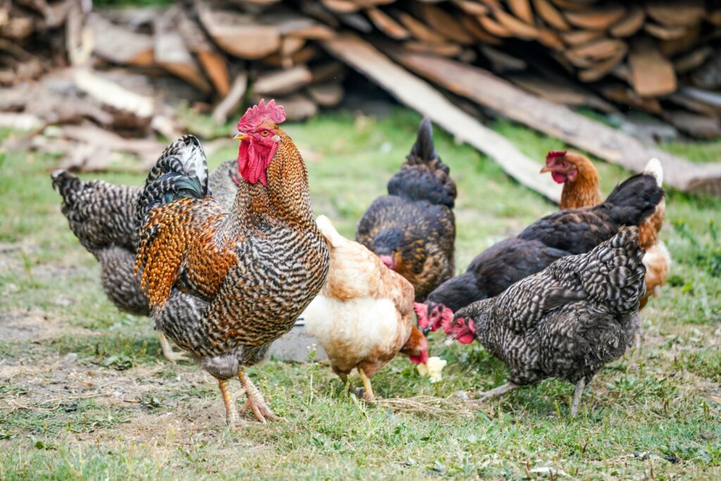 Wie alt werden Hühner: Mehrere Hennen laufen frei durch einen Garten