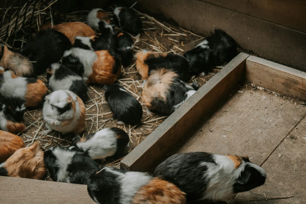 Wie alt werden Meerschweinchen in der Gruppe: zwei Tiere fressen gemeinsam Heu