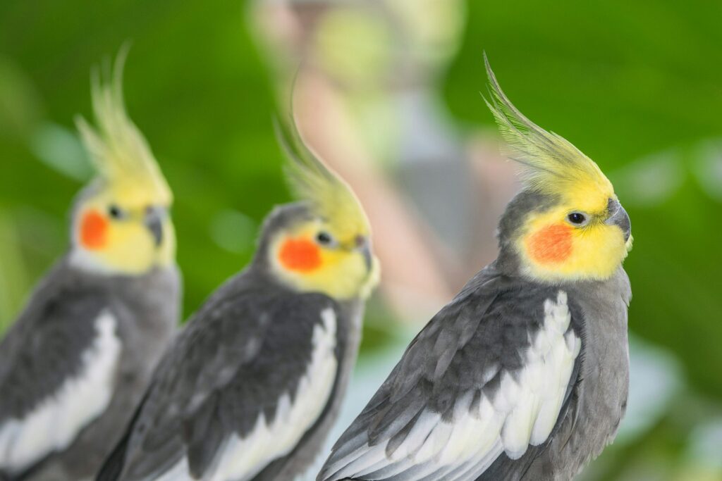 Wie alt werden Nymphensittiche: Zwei Nymphensittiche sitzen gemeinsam auf einem Ast