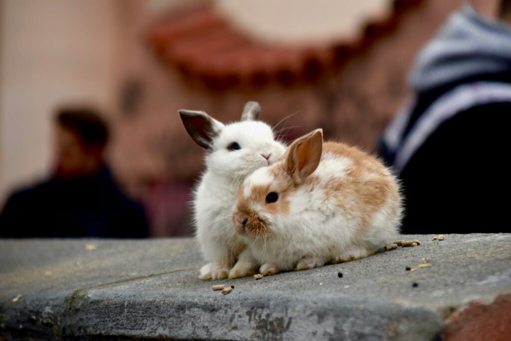 Wie alt wird ein Kaninchen in Partnerhaltung: zwei Kaninchen kuscheln miteinander