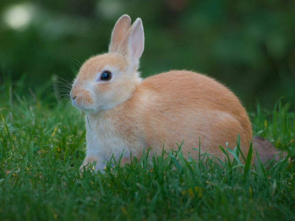 Wie alt wird ein Kaninchen: Kaninchen sitzt aufmerksam im Gras