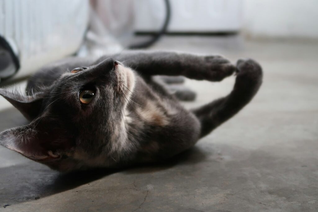 Katze wälzt sich auf dem Boden: Wie lange ist eine Katze rollig, fragen sich viele Halter