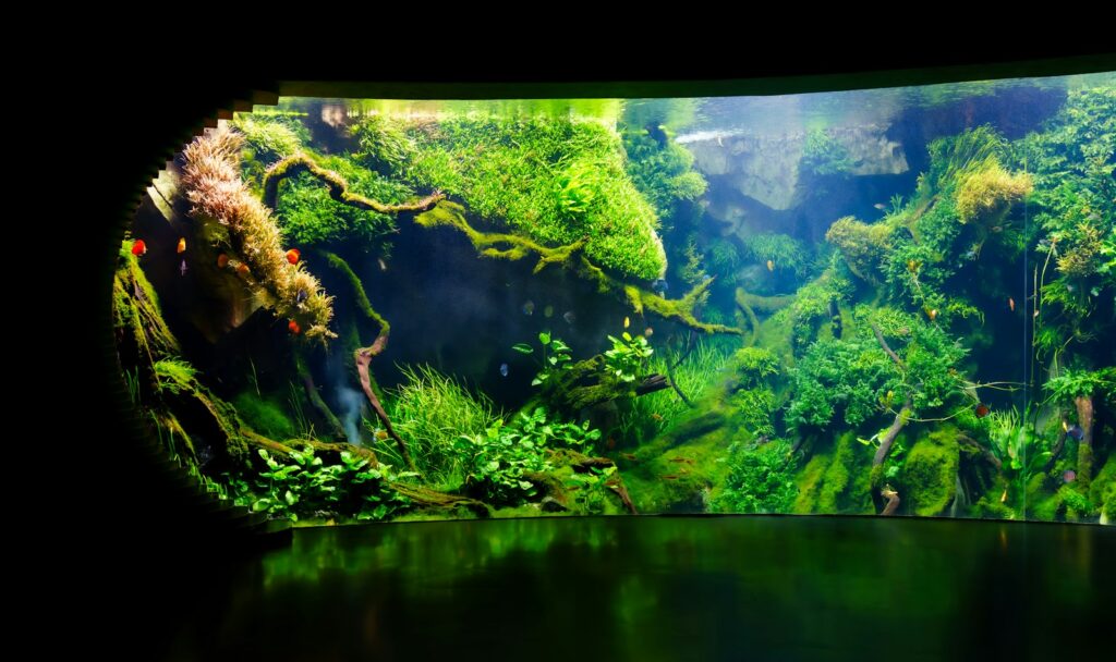 Wie lange Licht im Aquarium brennen sollte: hell beleuchtetes Pflanzenaquarium