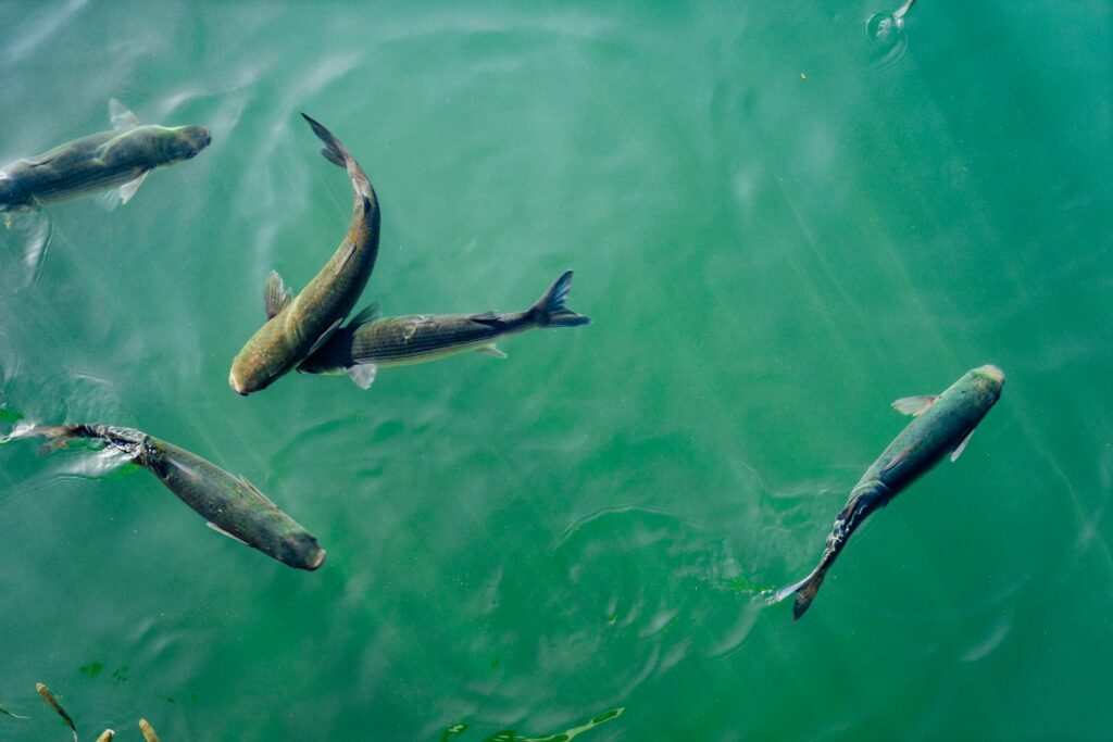 Wie oft Fische füttern? Salmler schwimmen zu Futterflocken an der Wasseroberfläche