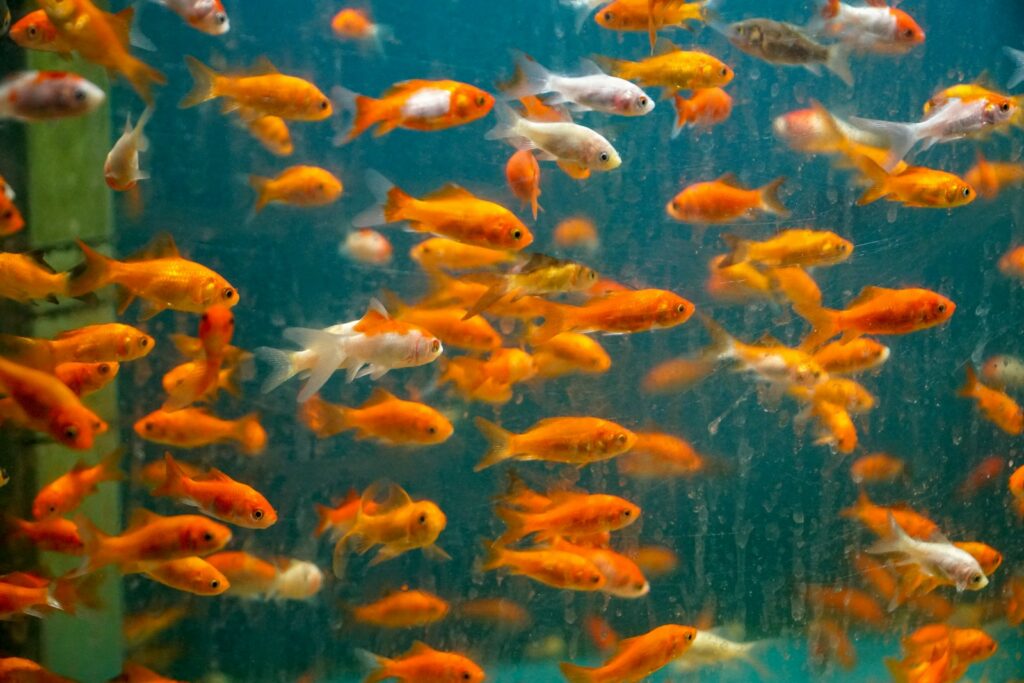 Schwarm Goldfische: abwechslungsreiches Futter hält Fische vital