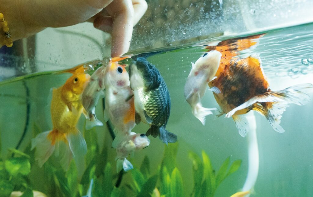 Wie oft Fische füttern? Fische schwimmen zur Futterstelle an der Oberfläche