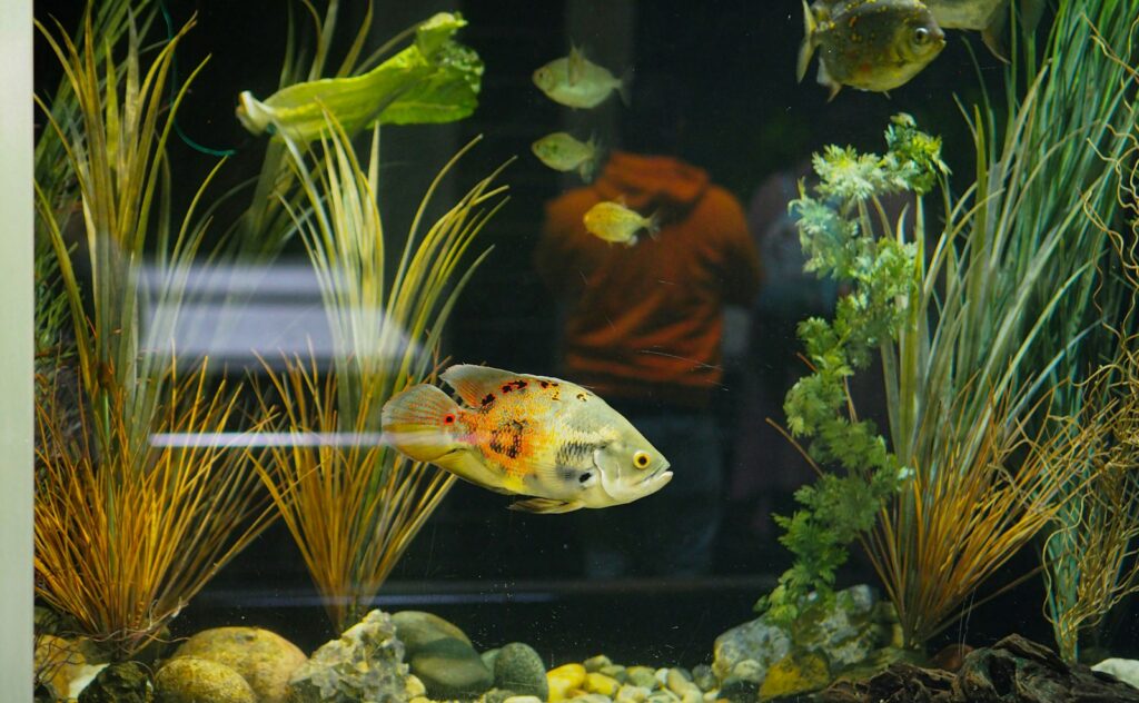 Wie oft Wasserwechsel im Aquarium nötig sind, hängt vom Besatz ab: klares, bepflanztes Becken mit gesunden Fischen