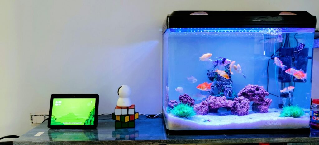 Kleines Aquarium: regelmäßige Kontrolle zeigt, wie oft ein Wasserwechsel nötig ist