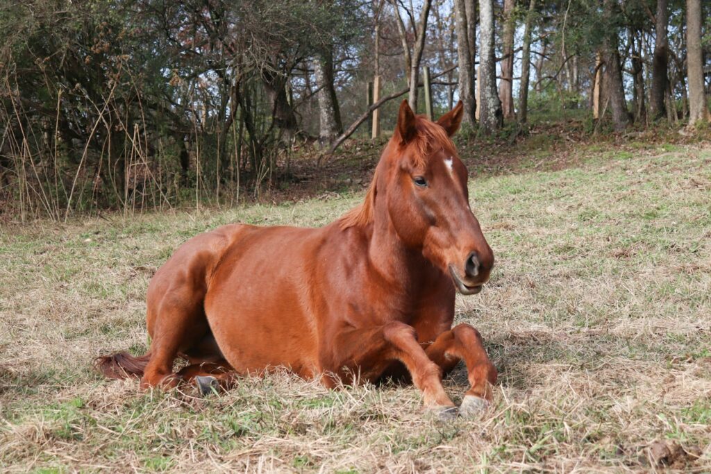 Wie schlafen Pferde: ein Pferd liegt entspannt in Seitenlage auf der Wiese