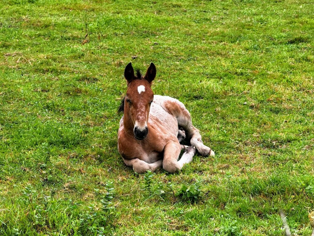 Fohlen schläft im Gras, junge Pferde liegen viel häufiger als erwachsene