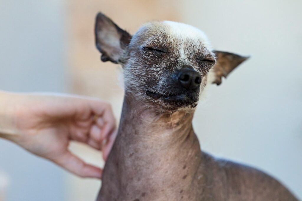 Hund kratzt sich am Ohr, wie sehen Hundeflöhe aus im Fell