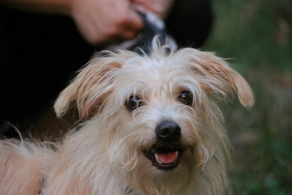 Hund wird gekämmt, um Hundeflöhe und Flohkot zu finden