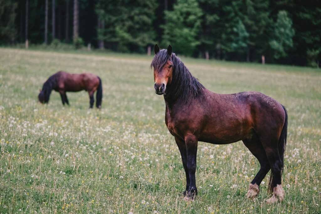 Wie viel wiegt ein Pferd: ein Warmblut steht auf der Weide
