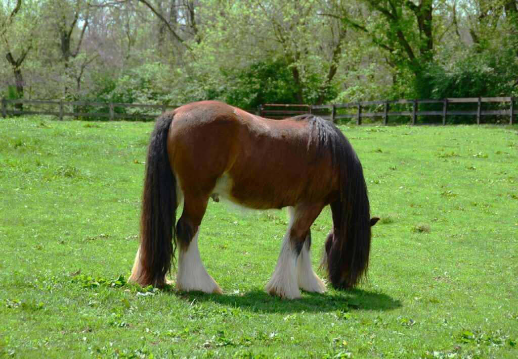 Wie viel wiegt ein Pferd: kräftiges Kaltblut neben einem kleinen Pony auf der Weide