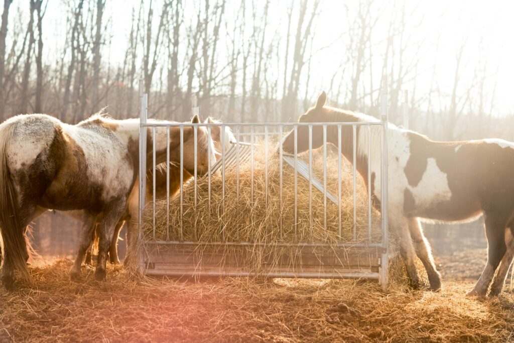Pferd frisst Heu, die Ration richtet sich nach dem Gewicht des Pferdes