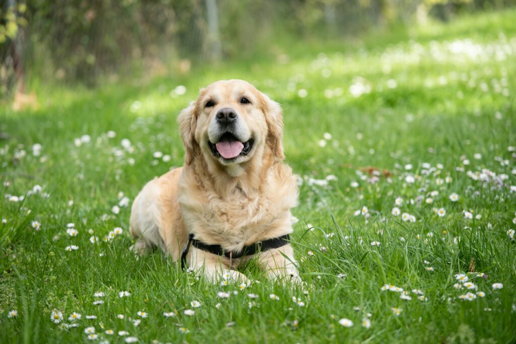 Hund liegt im hohen Gras, wo Zecken beim Hund häufig auf ihren Wirt warten